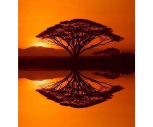 Chiasme et réversion